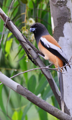 Dendrocitta vagabunda