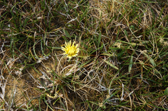 Taraxacum glaucanthum