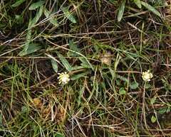 Taraxacum glaucanthum