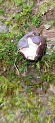 Camarops petersii