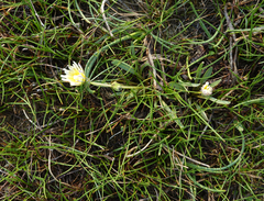 Taraxacum glaucanthum