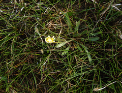 Taraxacum glaucanthum