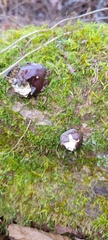 Camarops petersii