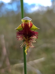 Calochilus pulchellus