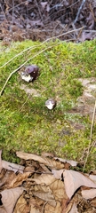 Camarops petersii