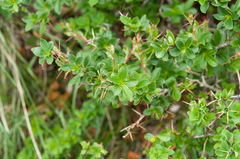 Berberis morrisonensis