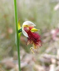 Calochilus pulchellus