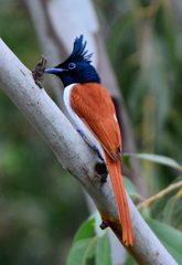 Terpsiphone paradisi