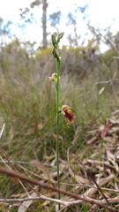 Calochilus pulchellus