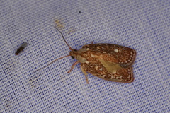 Euchaetis metallota