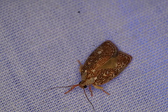 Euchaetis metallota