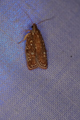Euchaetis metallota