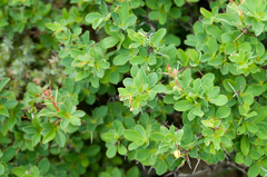 Berberis morrisonensis