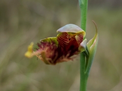 Calochilus pulchellus
