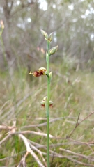 Calochilus pulchellus