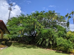 Delonix regia