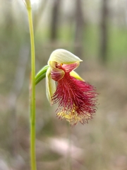 Calochilus pulchellus