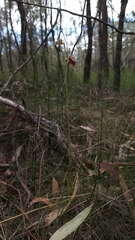 Calochilus pulchellus