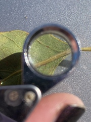 Quercus garryana semota