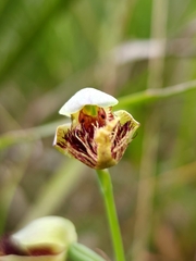 Calochilus pulchellus