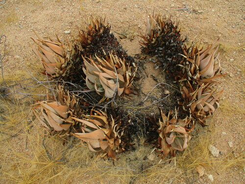 Image of Aloe asperifolia by no rights reserved