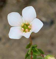 Samolus repens