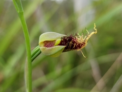 Calochilus pulchellus