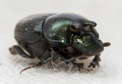 Onthophagus orpheus