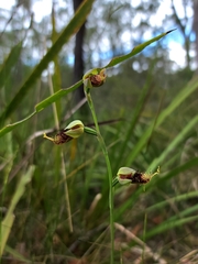 Calochilus pulchellus