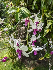 Dendrobium