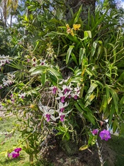 Dendrobium