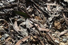 Austroargiolestes isabellae