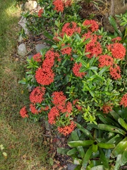 Ixora coccinea
