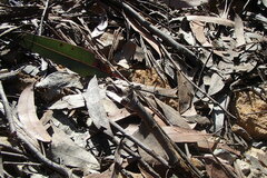 Austroargiolestes isabellae