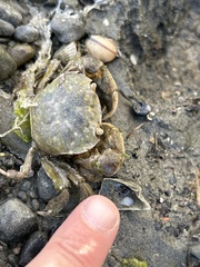 Hemigrapsus crenulatus