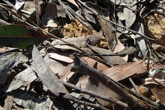 Austroargiolestes isabellae