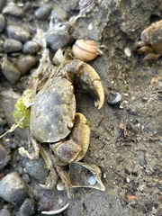 Hemigrapsus crenulatus