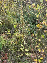 Solidago dahurica