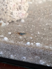 Neocaridina davidi