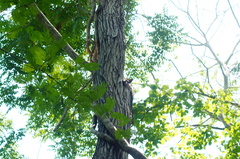 Dalbergia granadillo