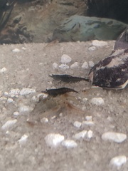 Neocaridina davidi