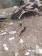 Neocaridina davidi