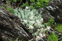 Leontopodium microphyllum