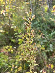 Solidago dahurica