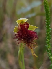 Calochilus pulchellus