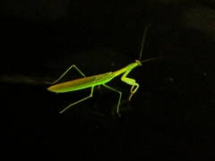 Tenodera sinensis
