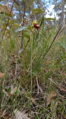 Calochilus pulchellus