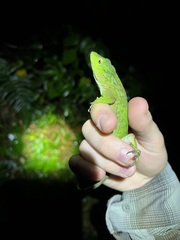 Anolis biporcatus