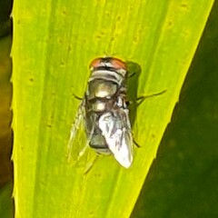 Calliphora vomitoria