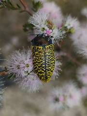 Stigmodera macularia